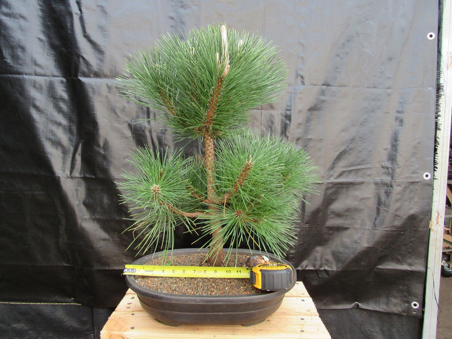 37 Year Old Japanese Black Pine Specimen Bonsai Tree Size