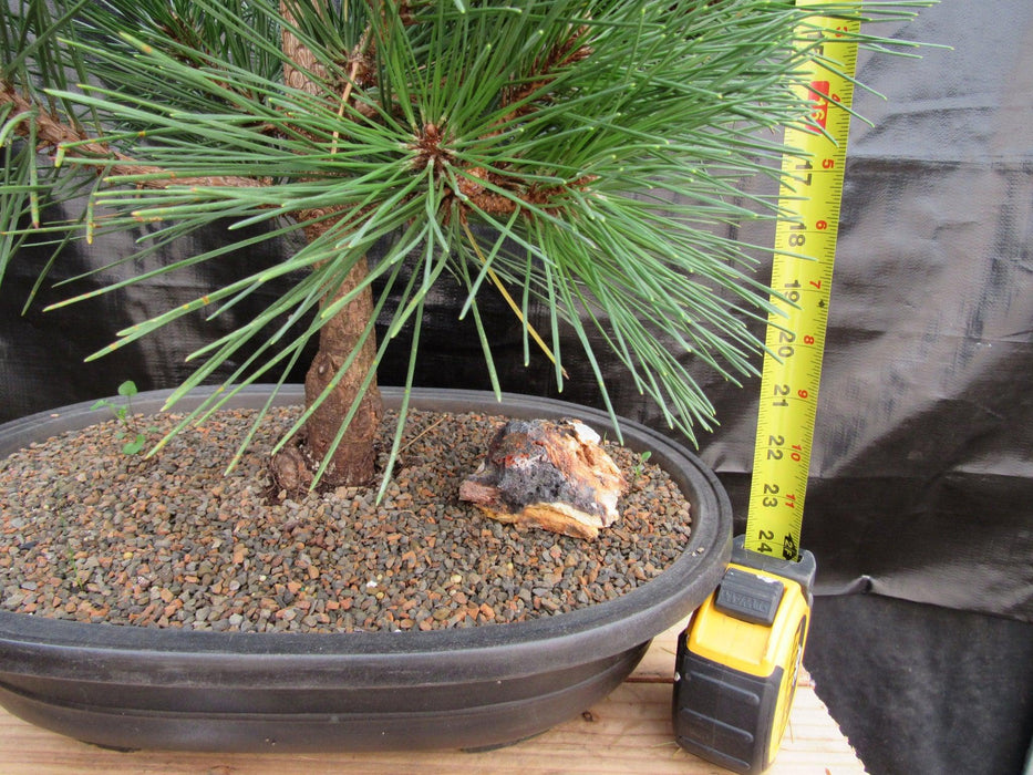 37 Year Old Japanese Black Pine Specimen Bonsai Tree Height