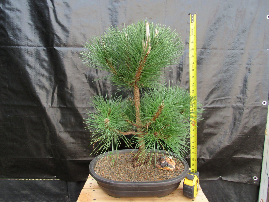 37 Year Old Japanese Black Pine Specimen Bonsai Tree Scale