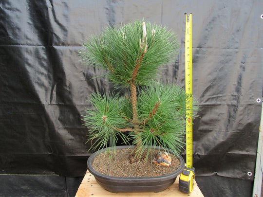 black pine tree bonsai 37 Year Old Japanese Black Pine Specimen Bonsai Tree