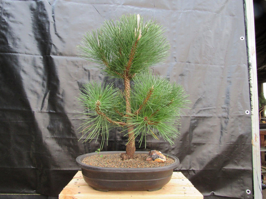 37 Year Old Japanese Black Pine Specimen Bonsai Tree Profile