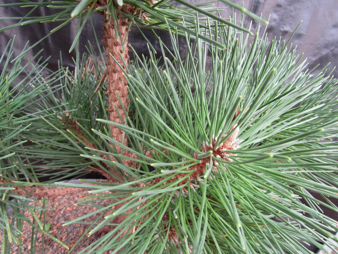 37 Year Old Japanese Black Pine Specimen Bonsai Tree Foliage