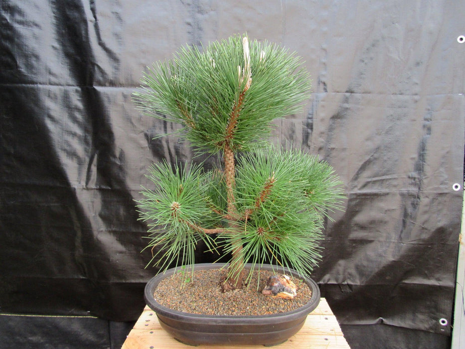 37 Year Old Japanese Black Pine Specimen Bonsai Tree