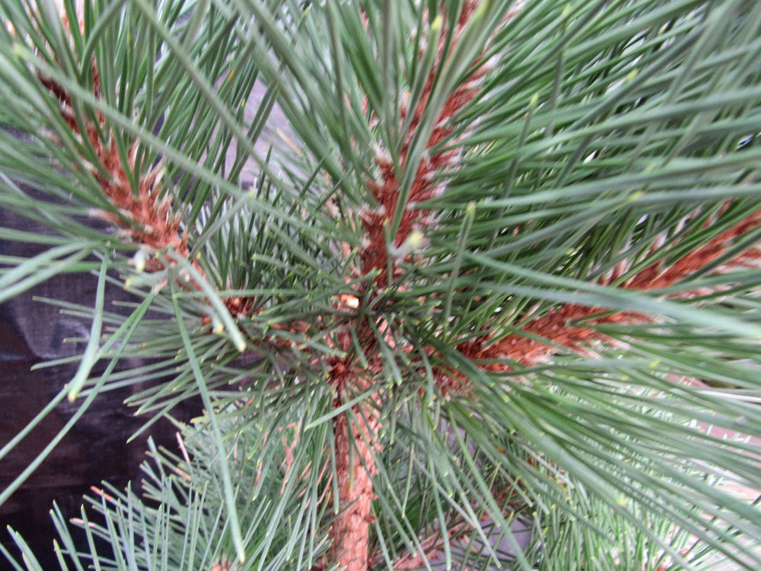 37 Year Old Japanese Black Pine Specimen Bonsai Tree Needles