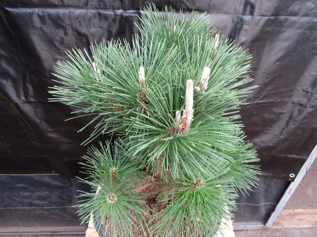 37 Year Old Japanese Black Pine Specimen Bonsai Tree Canopy