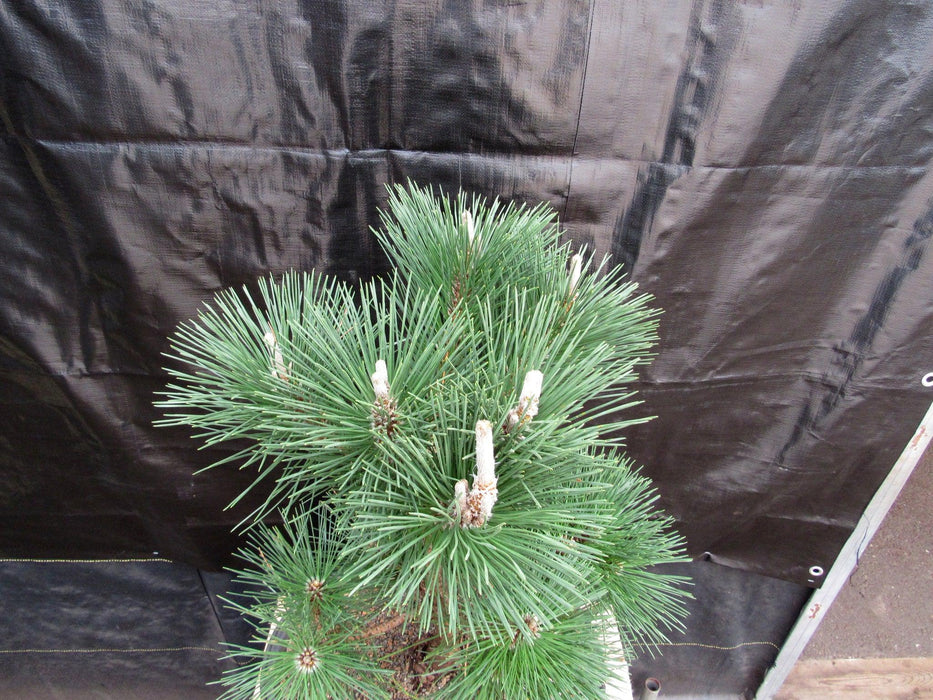 37 Year Old Japanese Black Pine Specimen Bonsai Tree Top