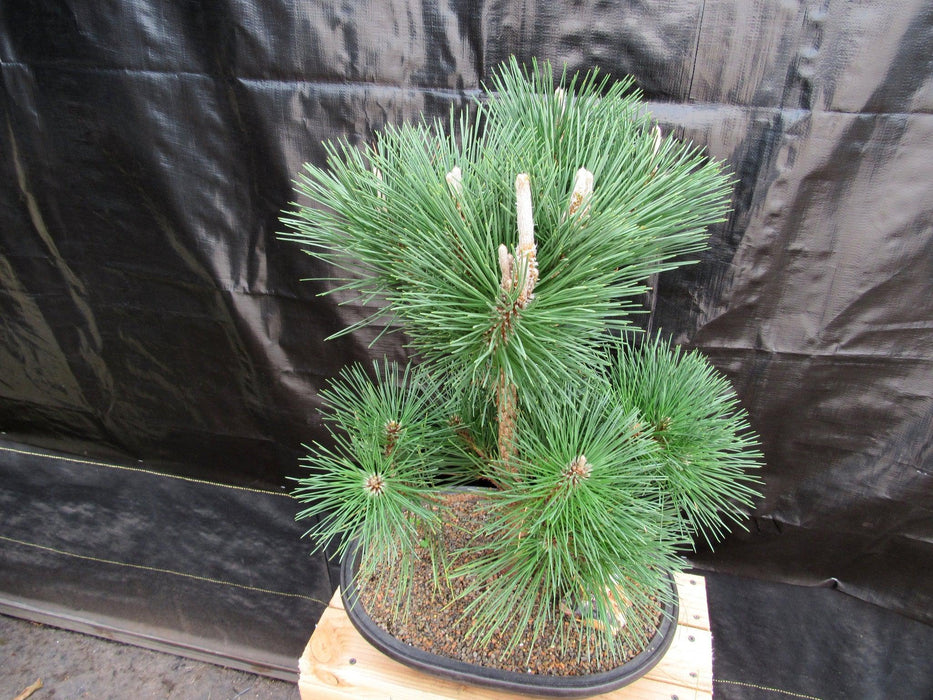 37 Year Old Japanese Black Pine Specimen Bonsai Tree Alt