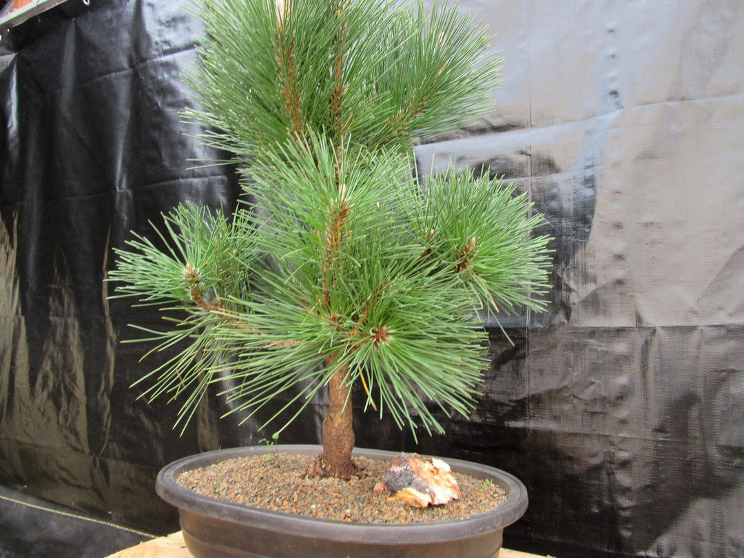 37 Year Old Japanese Black Pine Specimen Bonsai Tree Side