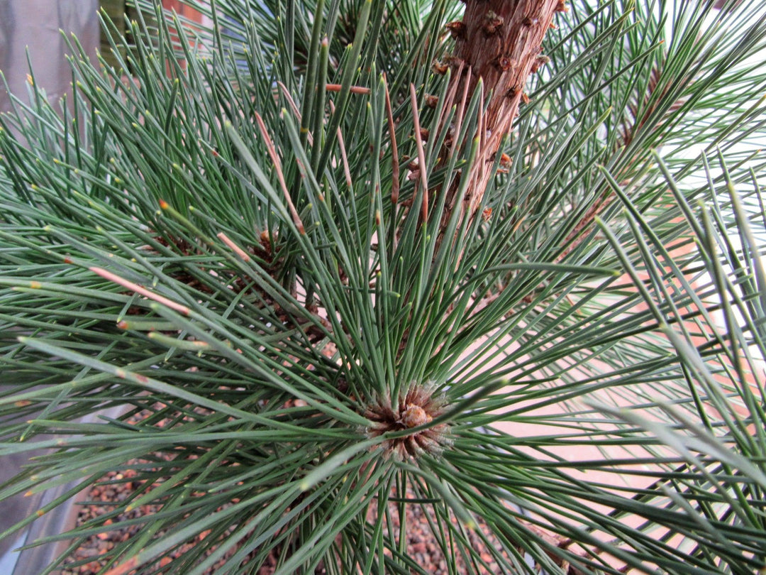 37 Year Old Japanese Black Pine Specimen Bonsai Tree Close