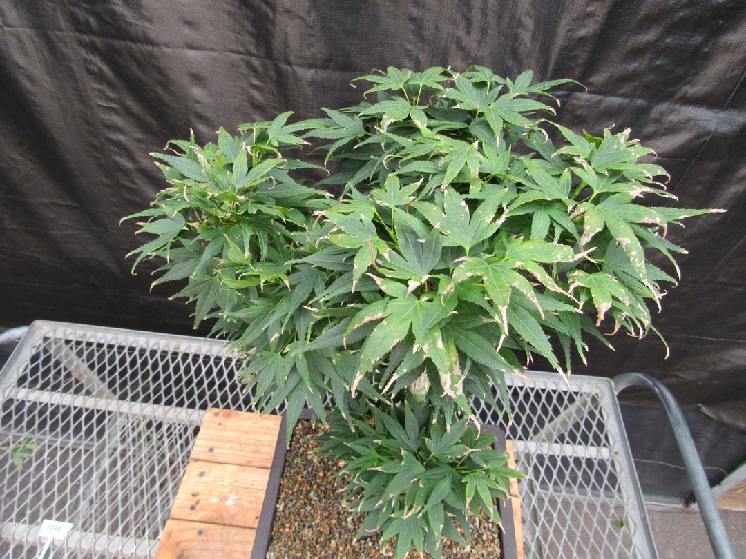 37 Year Old Mikawa Yatsubusa Japanese Maple Bonsai Tree Canopy