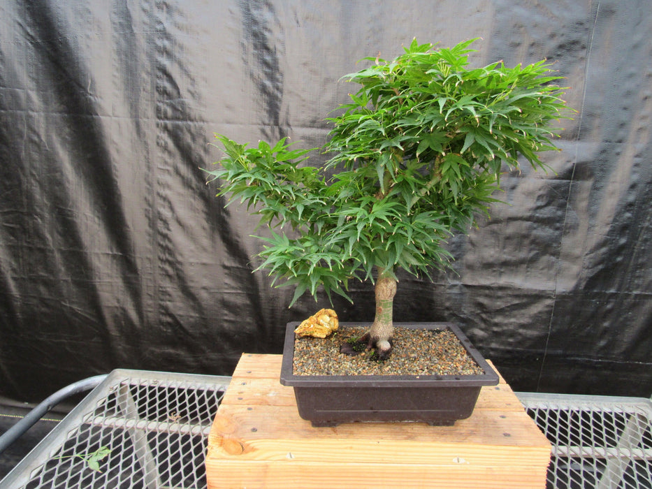 37 Year Old Mikawa Yatsubusa Japanese Maple Bonsai Tree Alt