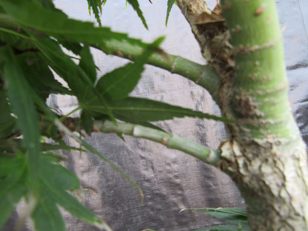 37 Year Old Mikawa Yatsubusa Japanese Maple Bonsai Tree Branch Structure