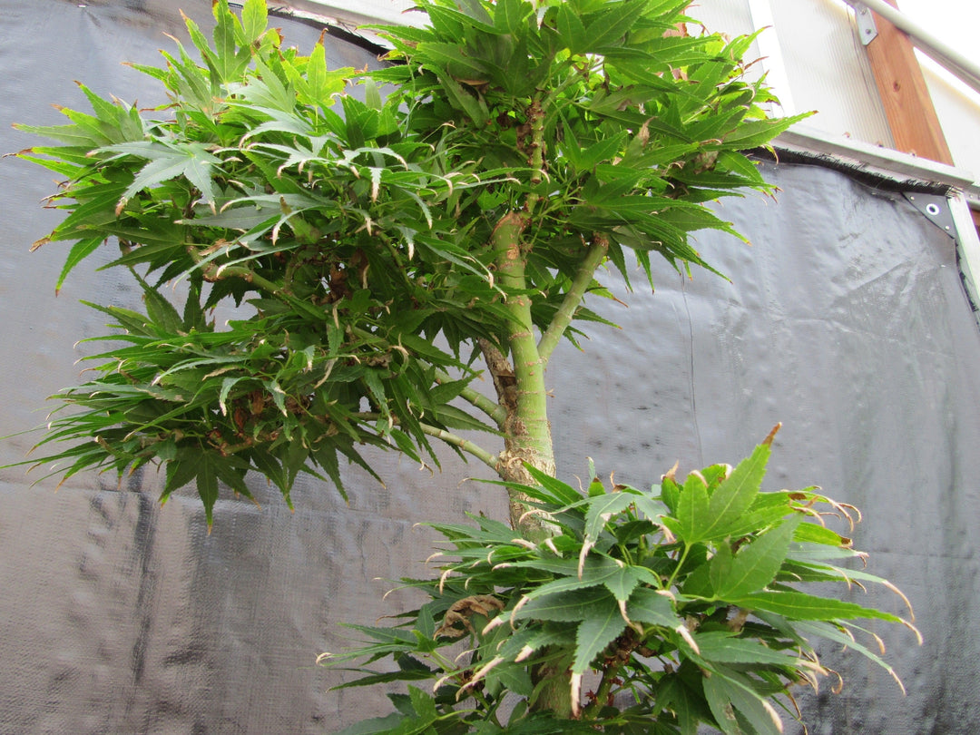 37 Year Old Mikawa Yatsubusa Japanese Maple Bonsai Tree Upwards