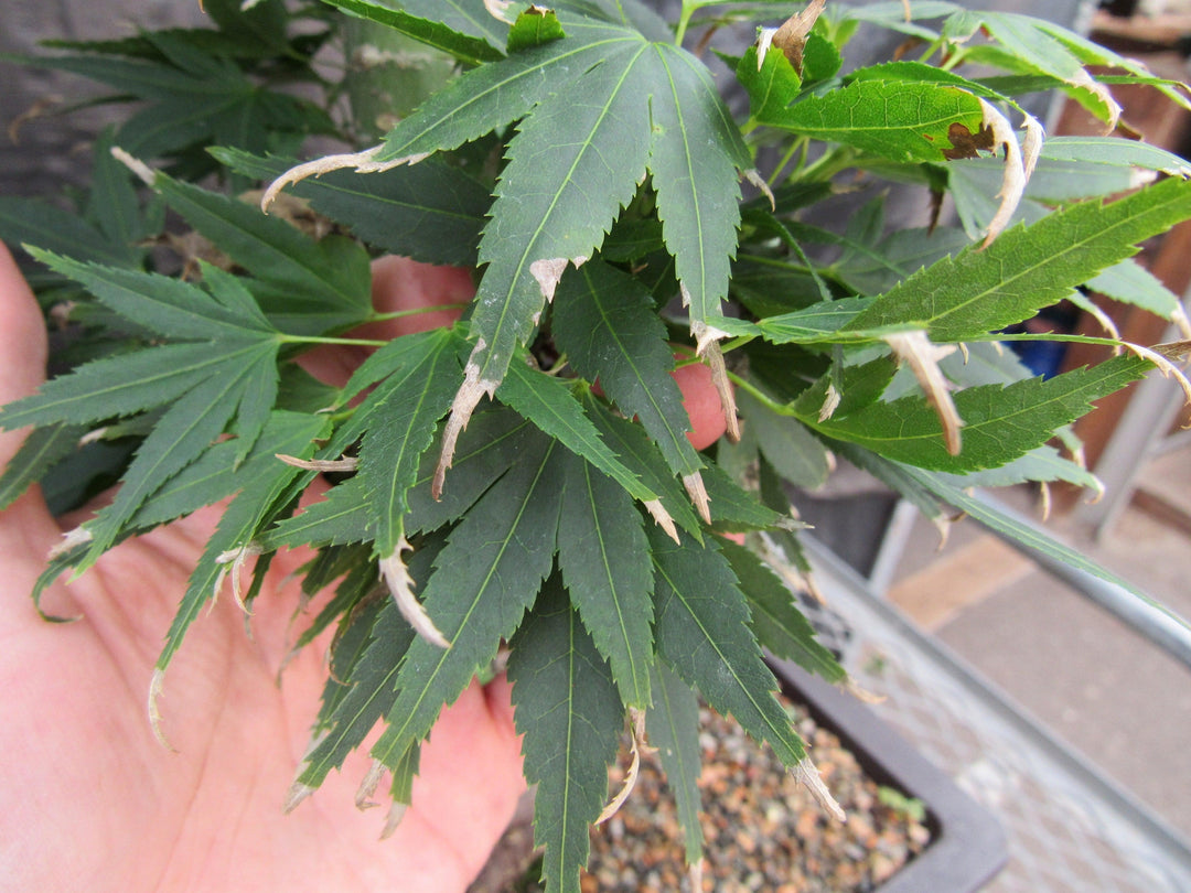 37 Year Old Mikawa Yatsubusa Japanese Maple Bonsai Tree Leaves