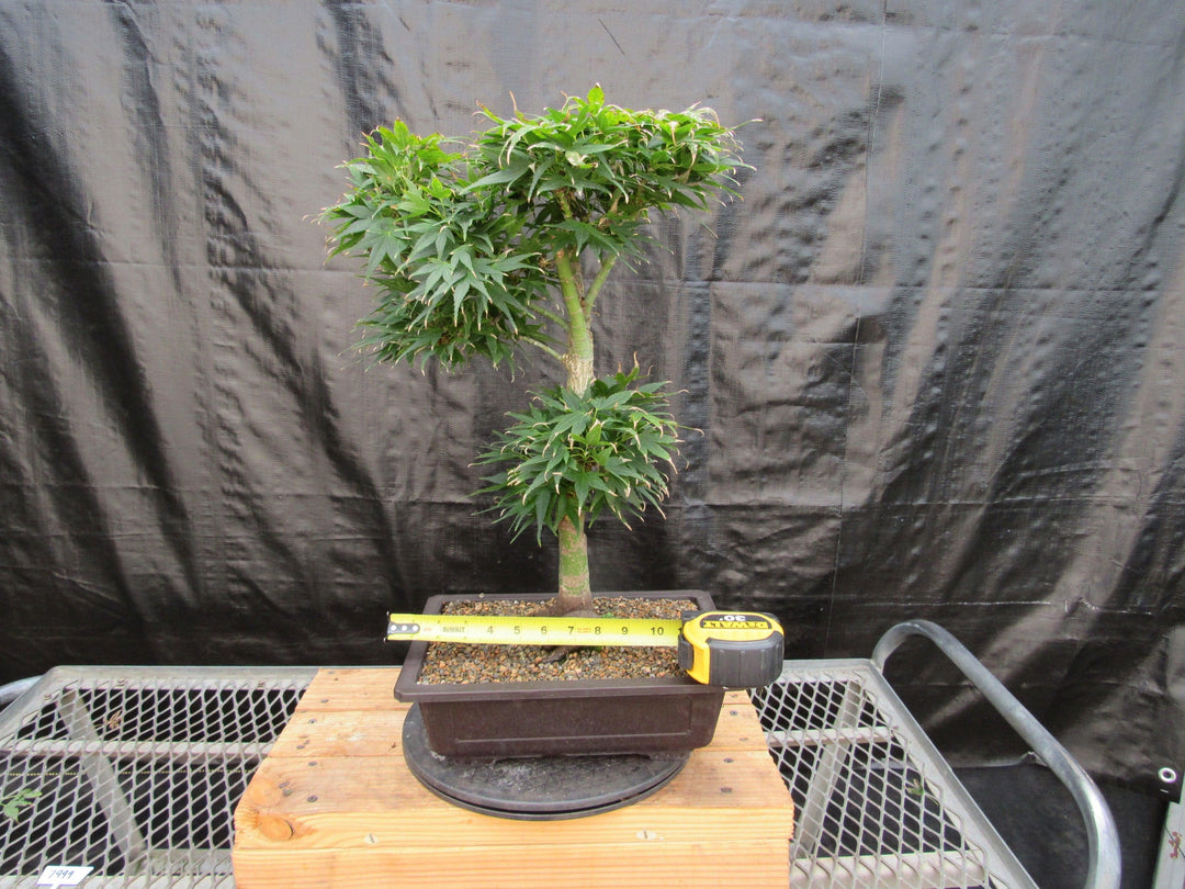 37 Year Old Mikawa Yatsubusa Japanese Maple Bonsai Tree Size