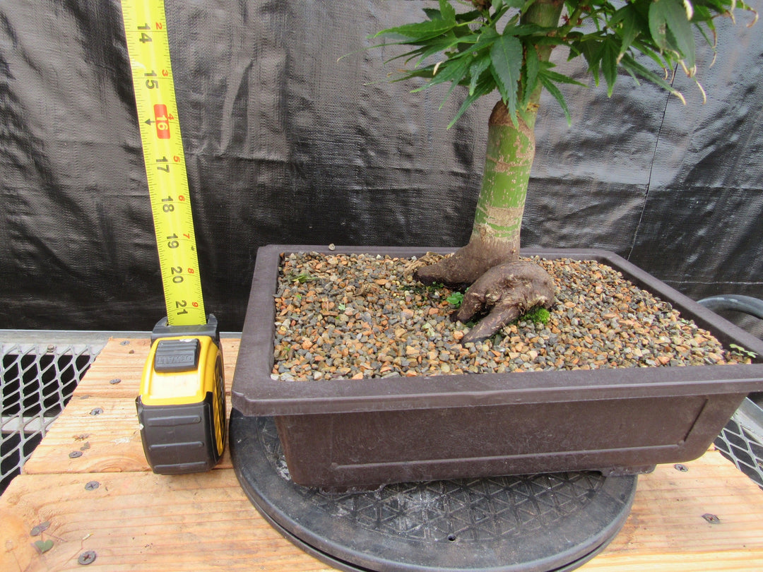 37 Year Old Mikawa Yatsubusa Japanese Maple Bonsai Tree Height
