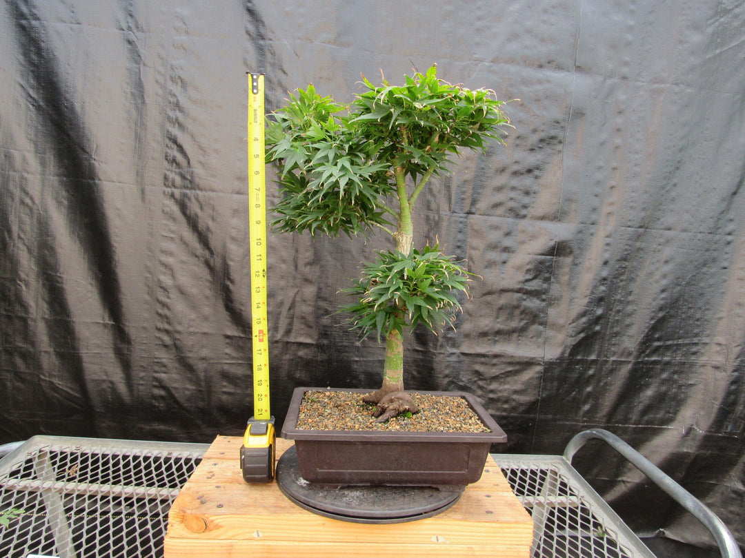 37 Year Old Mikawa Yatsubusa Japanese Maple Bonsai Tree Tall