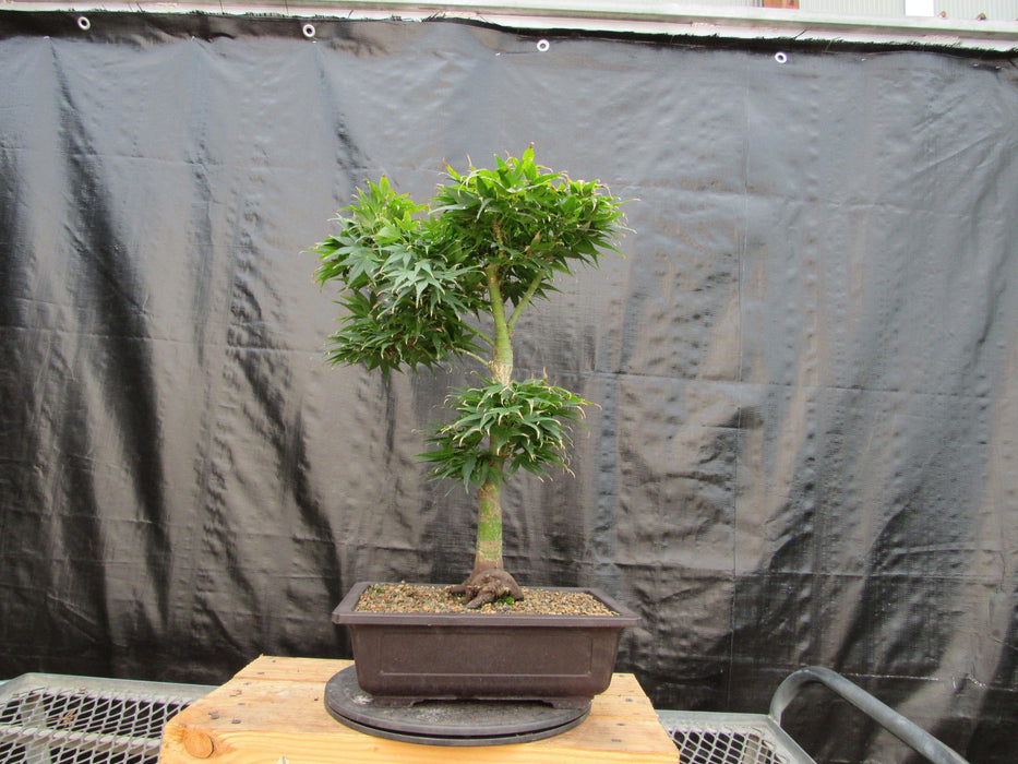 37 Year Old Mikawa Yatsubusa Japanese Maple Bonsai Tree Profile