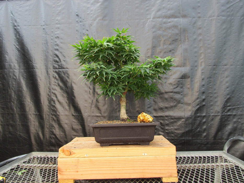 37 Year Old Mikawa Yatsubusa Japanese Maple Bonsai Tree Profile
