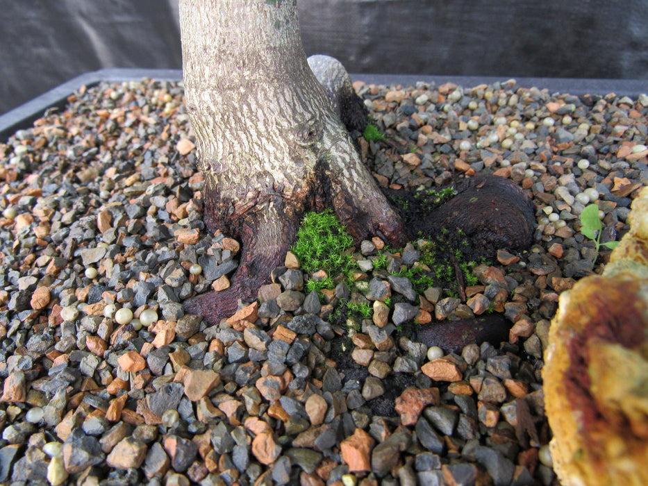 37 Year Old Mikawa Yatsubusa Japanese Maple Bonsai Tree Roots