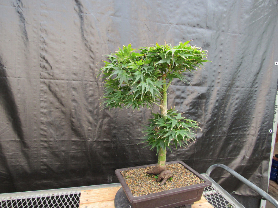 37 Year Old Mikawa Yatsubusa Japanese Maple Bonsai Tree Side