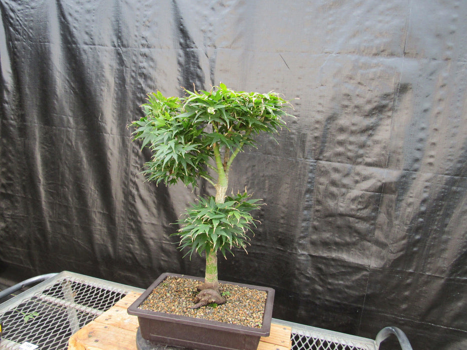 37 Year Old Mikawa Yatsubusa Japanese Maple Bonsai Tree Strong Side