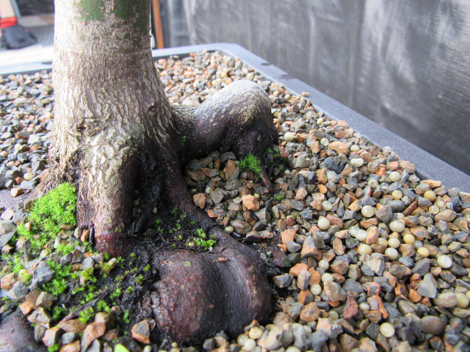 37 Year Old Mikawa Yatsubusa Japanese Maple Bonsai Tree Interesting Roots