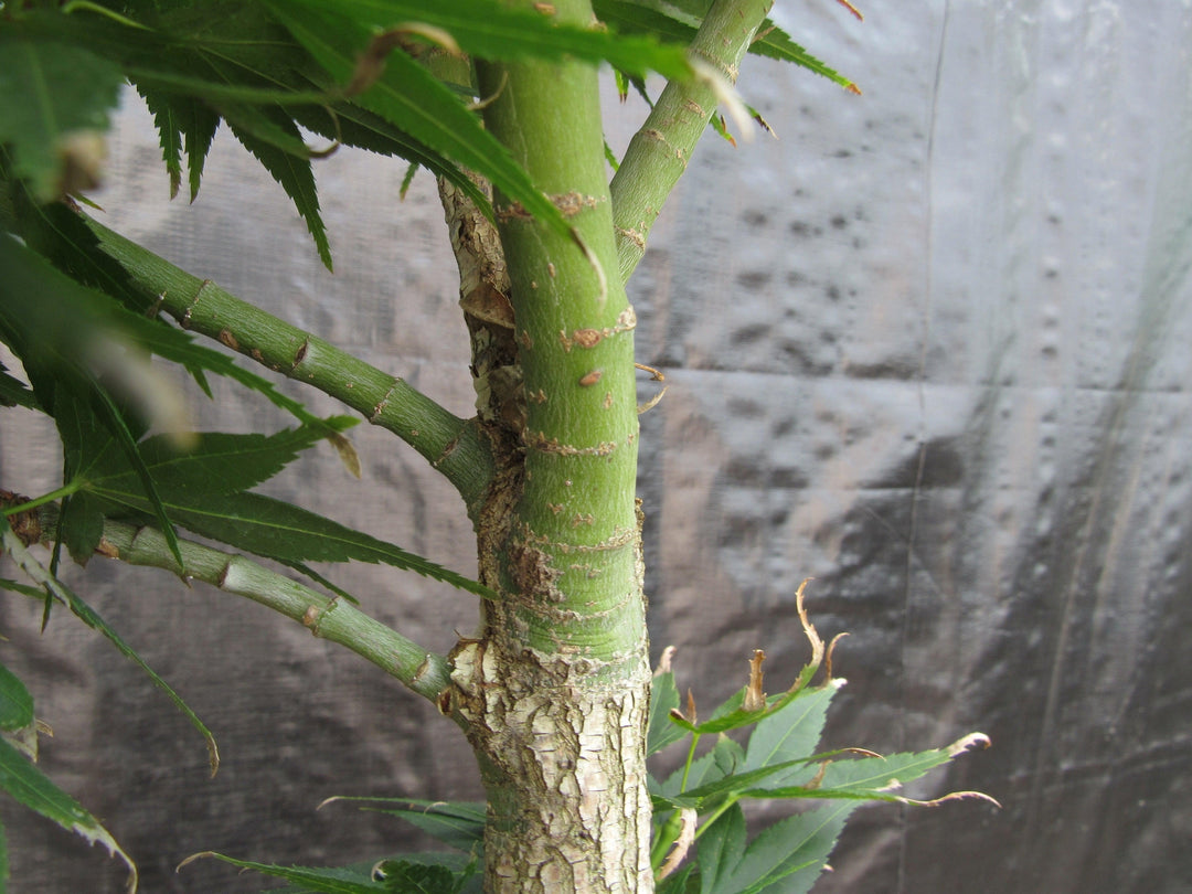 37 Year Old Mikawa Yatsubusa Japanese Maple Bonsai Tree Bark