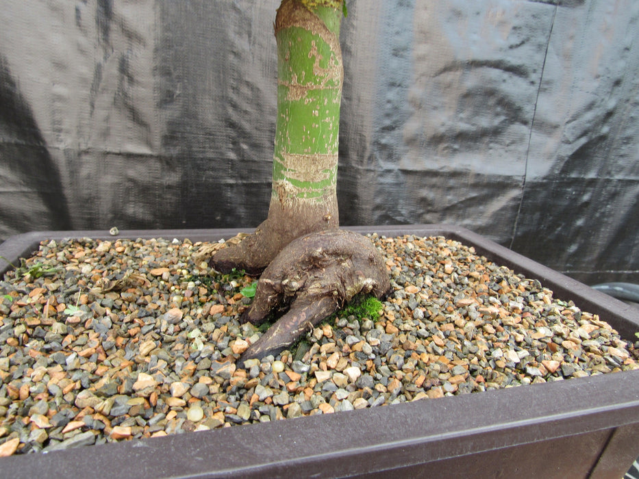 37 Year Old Mikawa Yatsubusa Japanese Maple Bonsai Tree Roots