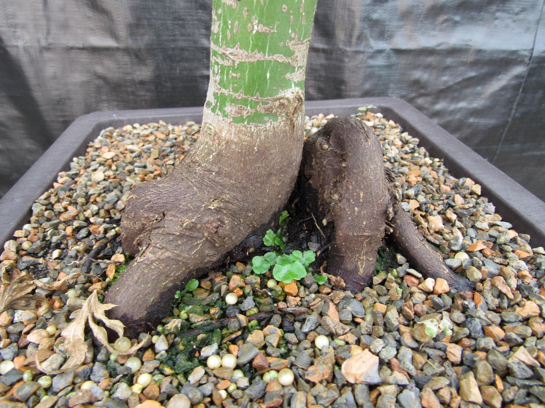 37 Year Old Mikawa Yatsubusa Japanese Maple Bonsai Tree Rootball