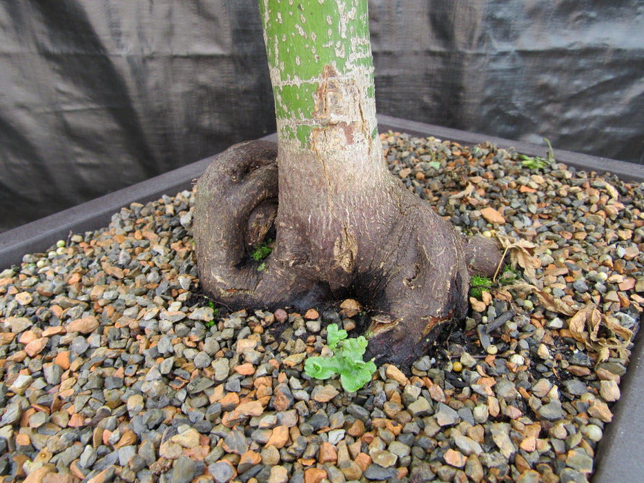37 Year Old Mikawa Yatsubusa Japanese Maple Bonsai Tree Roots Back