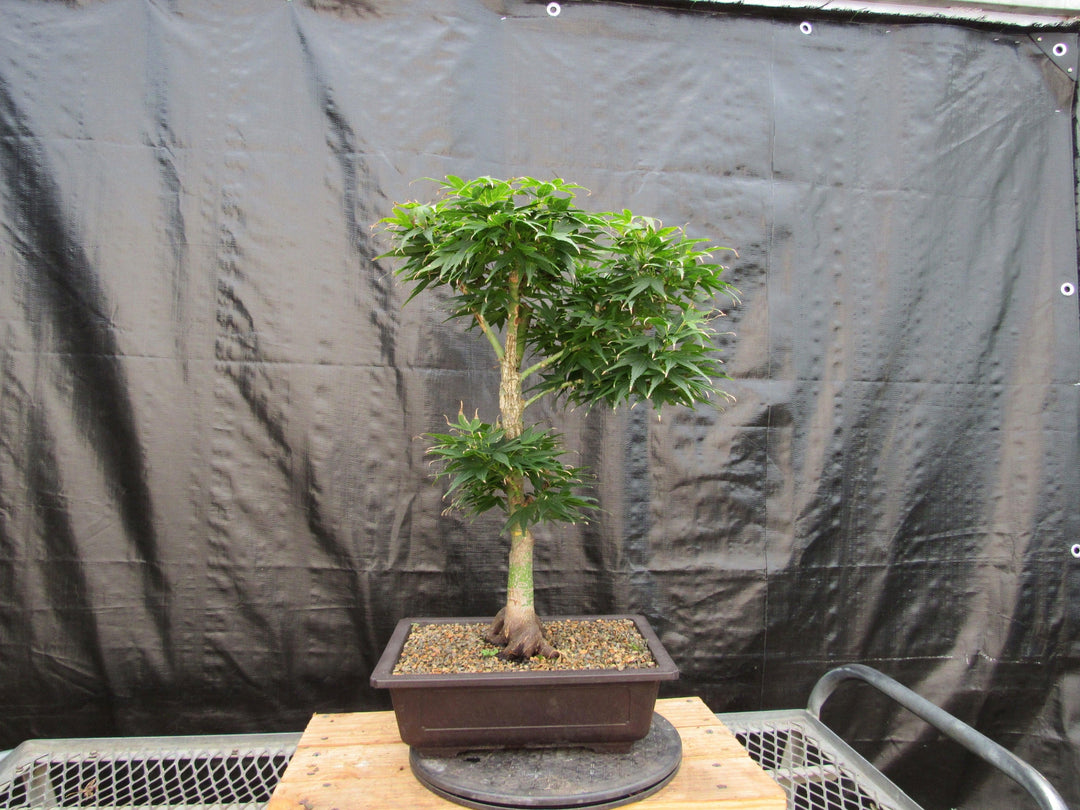37 Year Old Mikawa Yatsubusa Japanese Maple Bonsai Tree Back
