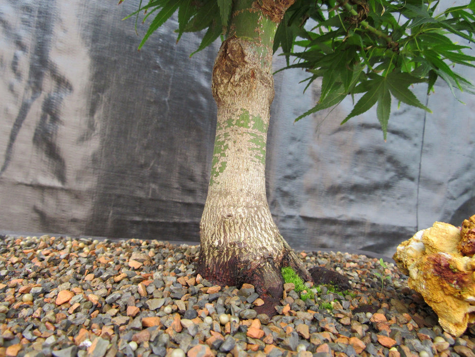 37 Year Old Mikawa Yatsubusa Japanese Maple Bonsai Tree Trunk