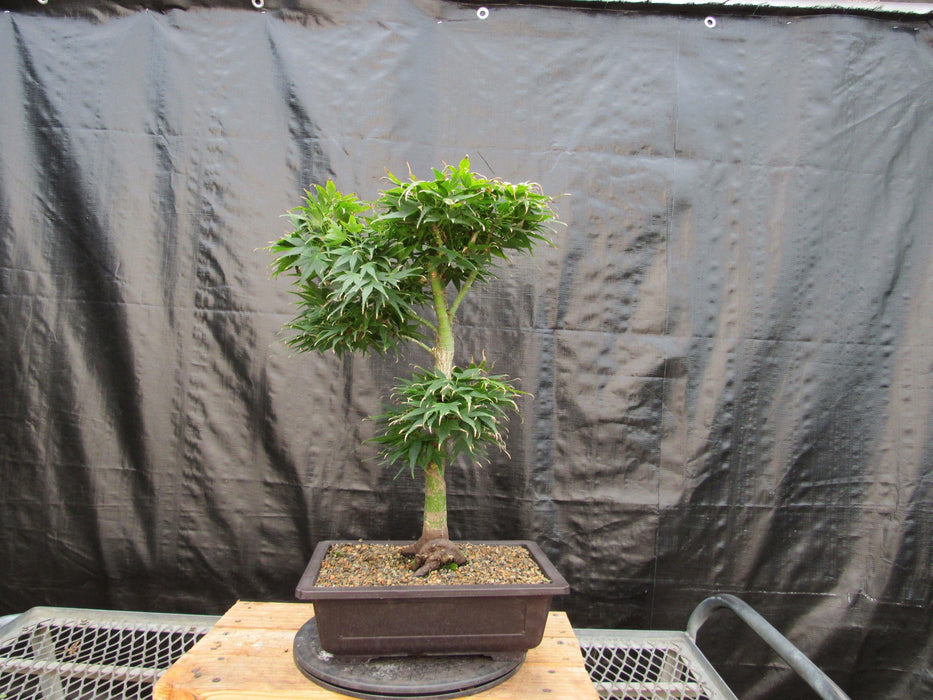 37 Year Old Mikawa Yatsubusa Japanese Maple Bonsai Tree