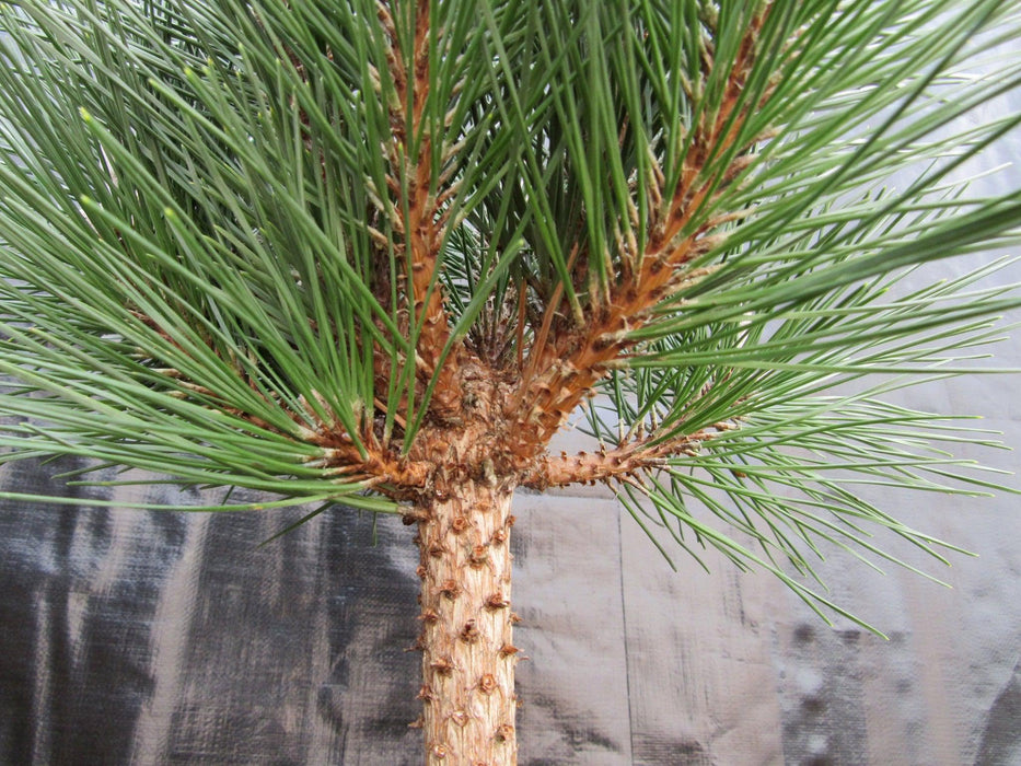37 Year Old Thunderhead Japanese Black Pine Specimen Bonsai Tree Tier