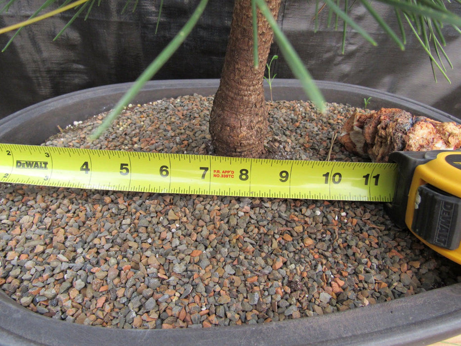 37 Year Old Thunderhead Japanese Black Pine Specimen Bonsai Tree Width