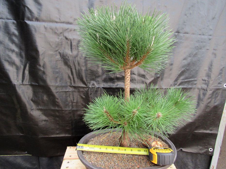 37 Year Old Thunderhead Japanese Black Pine Specimen Bonsai Tree Size