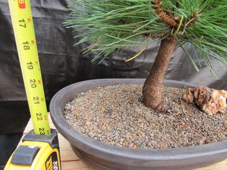 37 Year Old Thunderhead Japanese Black Pine Specimen Bonsai Tree Tall