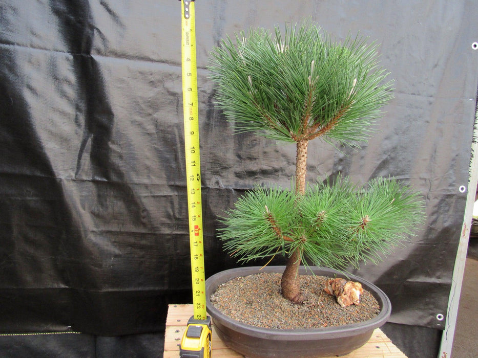 37 Year Old Thunderhead Japanese Black Pine Specimen Bonsai Tree Size