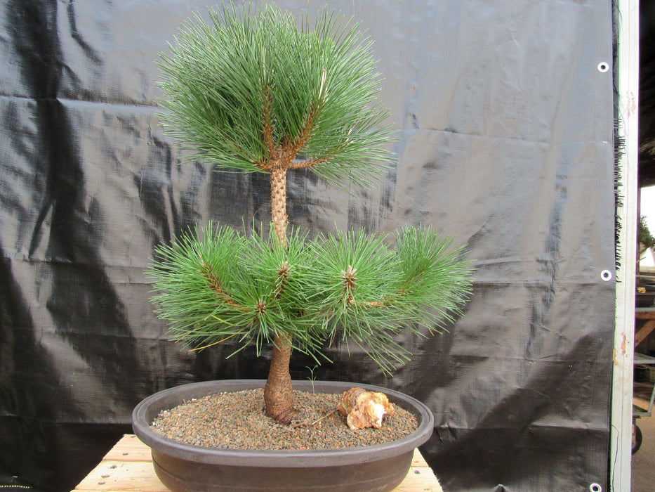 37 Year Old Thunderhead Japanese Black Pine Specimen Bonsai Tree Alt