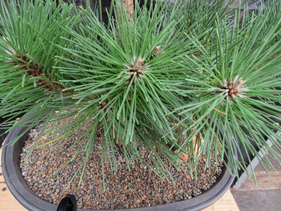 37 Year Old Thunderhead Japanese Black Pine Specimen Bonsai Tree Foliage