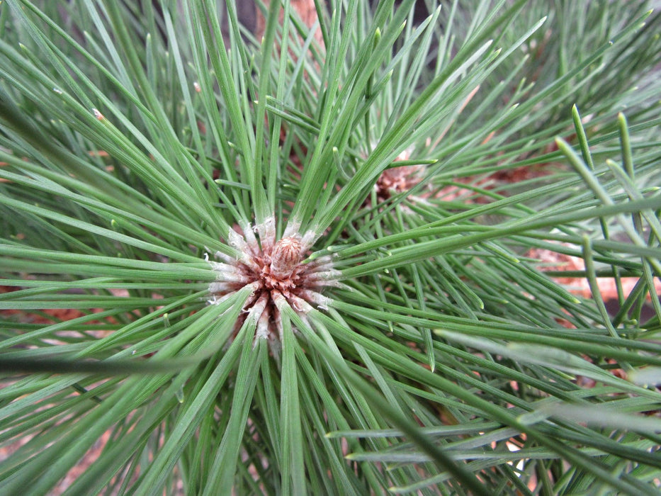 37 Year Old Thunderhead Japanese Black Pine Specimen Bonsai Tree Needles