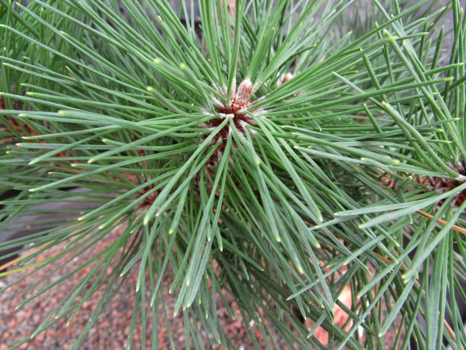 37 Year Old Thunderhead Japanese Black Pine Specimen Bonsai Tree Growth