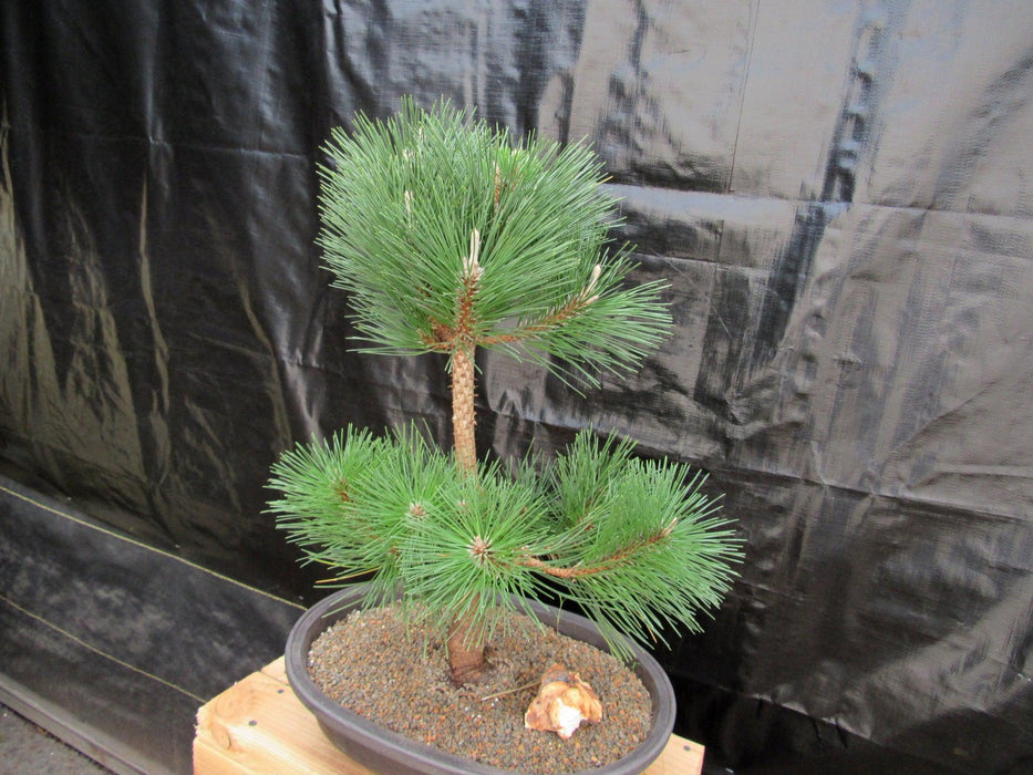 37 Year Old Thunderhead Japanese Black Pine Specimen Bonsai Tree Side