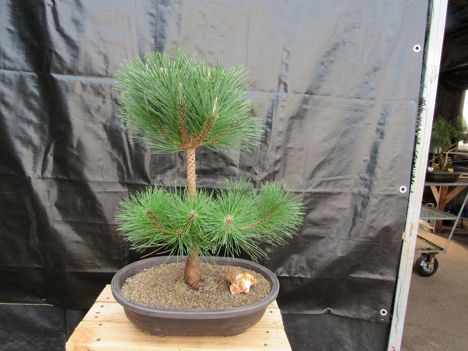 37 Year Old Thunderhead Japanese Black Pine Specimen Bonsai Tree