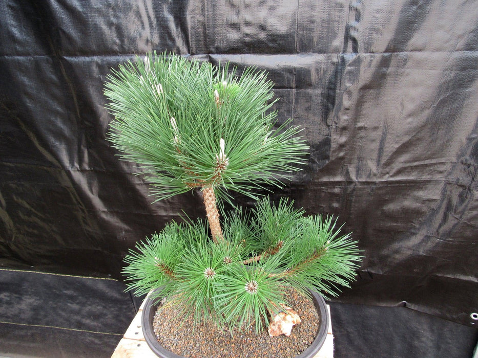 37 Year Old Thunderhead Japanese Black Pine Specimen Bonsai Tree Top