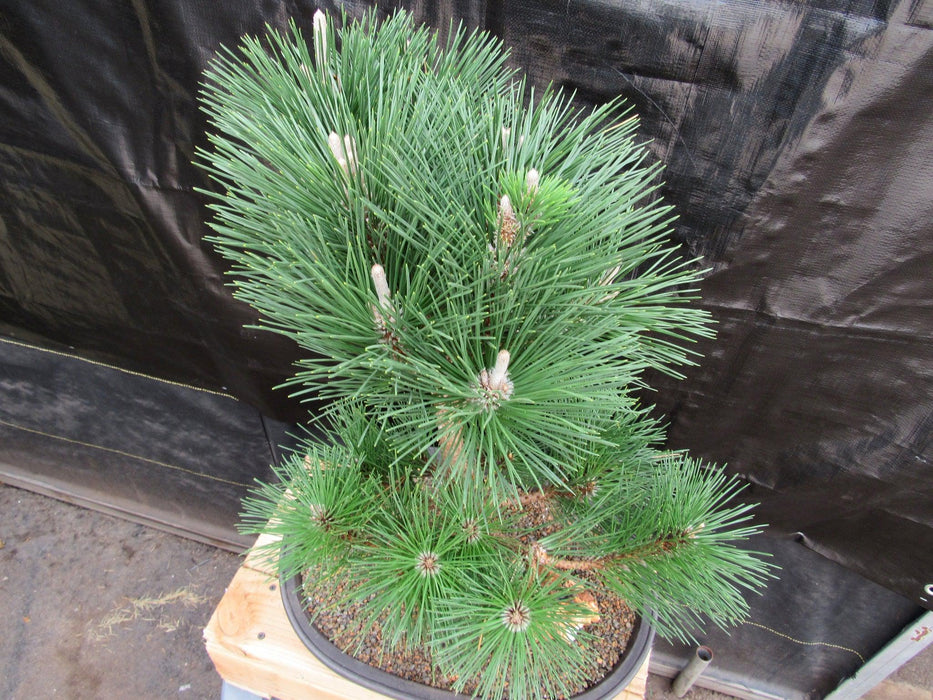 37 Year Old Thunderhead Japanese Black Pine Specimen Bonsai Tree Birdseye