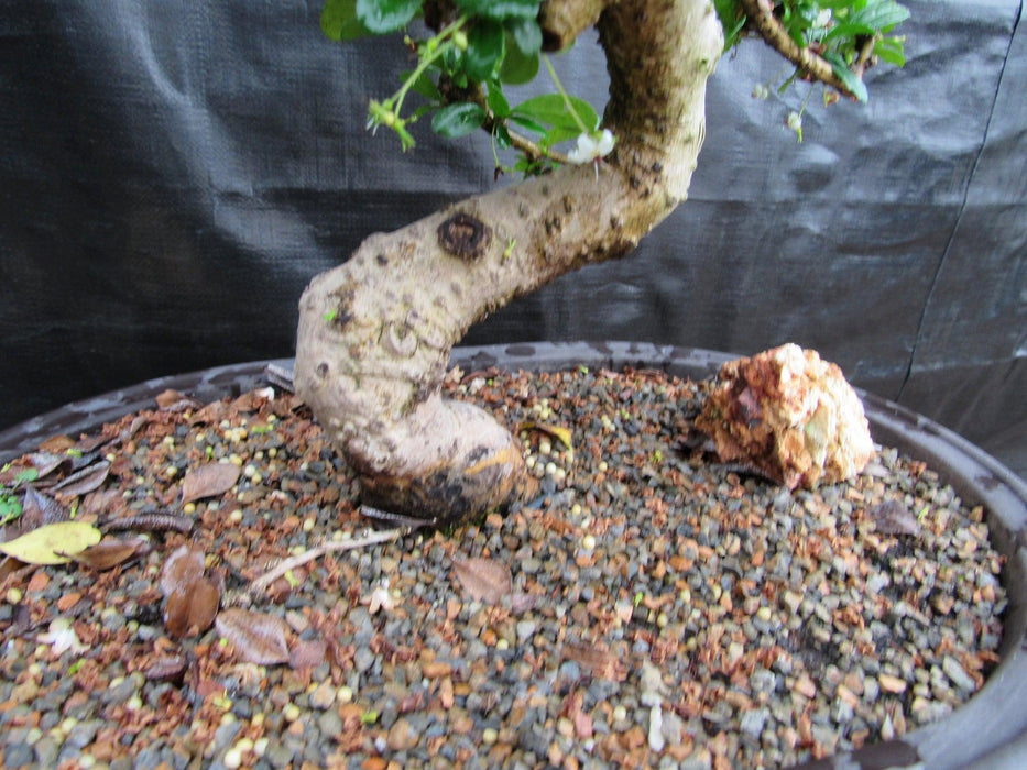 38 Year Old Flowering Curved Trunk Fukien Tea Specimen Bonsai Tree Trunk