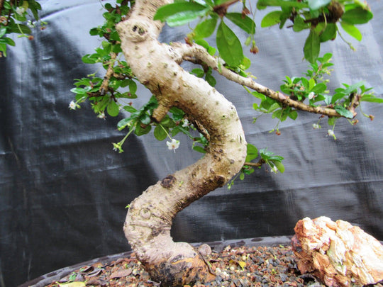 fukien tea tree bonsai flowering 38 Year Old Flowering Curved Trunk Fukien Tea Specimen Bonsai Tree