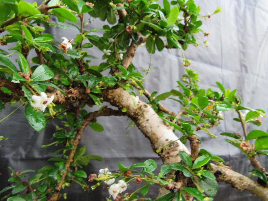 38 Year Old Flowering Curved Trunk Fukien Tea Specimen Bonsai Tree Bark